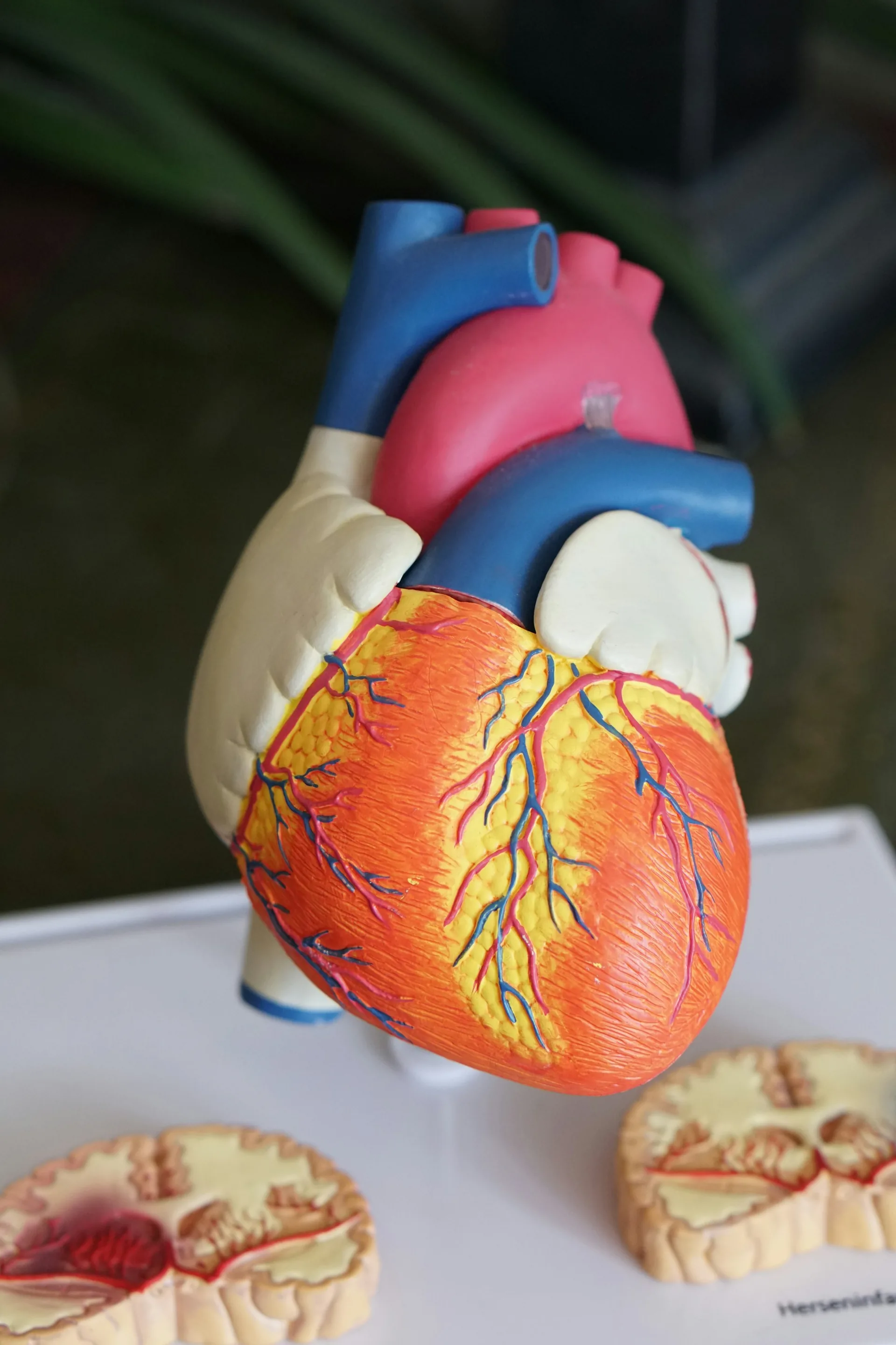 An anatomical model of the heart beside cross-section models of the brain